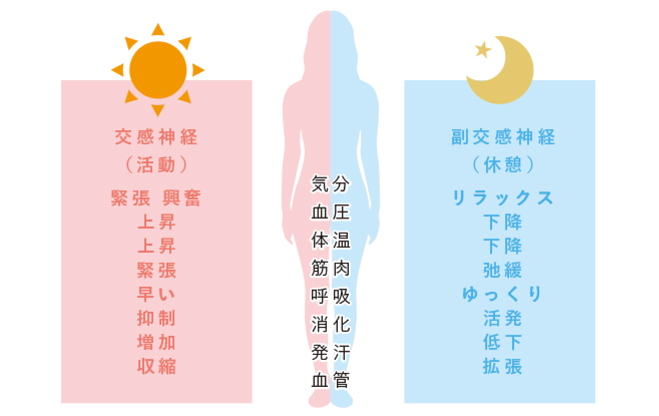 自律神経イメージ