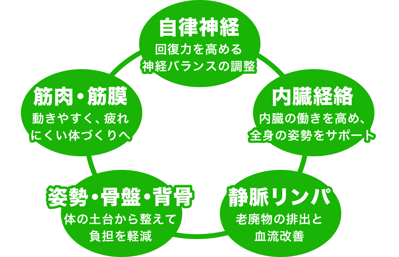 自律神経、内臓経路、静脈リンパ・姿勢・骨盤・背骨、筋肉・筋膜